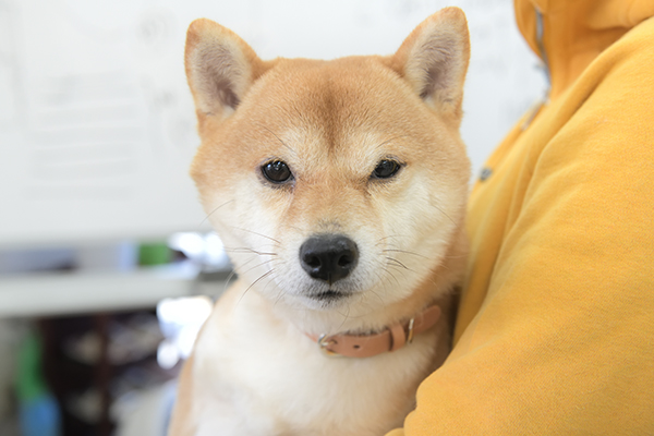 豆しば大福