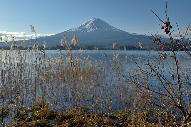 熟柿と富士山