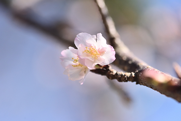 桜一輪