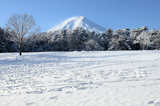 冬木立の雪原