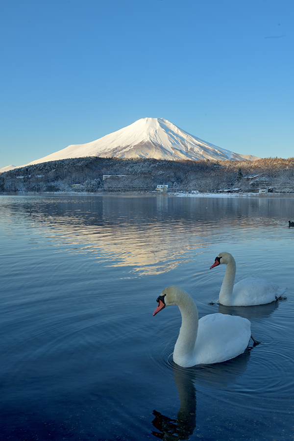 ハクチョウのいる湖