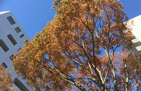 静岡市のけやきも紅葉しつつあります