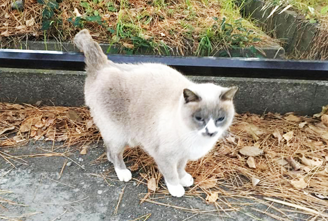 最後に三保猫を撮影して駐車場に向かいます