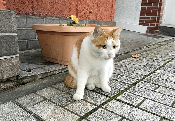 足利市の猫